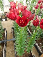 [5656 VZ H07 5609-04 No01.JPG]